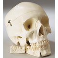 Denoyer-Geppert Anatomical Model, Standard Prem 4 Part Skull SK80